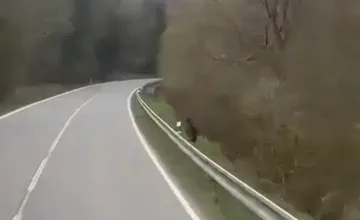 VIDEO: Medveď sa pohyboval blízko obce v okrese Medzilaborce. Počas prechádzok si dávajte veľký pozor