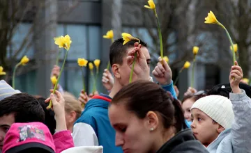 FOTO: Deň narcisov je už 30 rokov symbolom podpory a nádeje. V uliciach sú dobrovoľníci, ako ich spoznáte? 