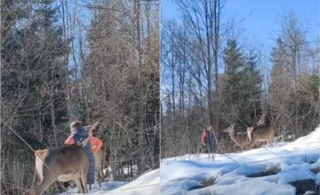 VIDEO: Žena sa v Tatrách ocitla v nebezpečnej situácii, stála zoči-voči jeleniciam, schytala poriadnu kritiku
