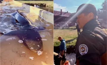 VIDEO: Pod Tatrami zachraňujú vzácnu hlavátku, rodí sa nová generácia kráľovnej riek