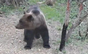 VIDEO: V obľúbenej lokalite pod Tatrami sa pohybuje medveď. Počas prechádzok buďte opatrní