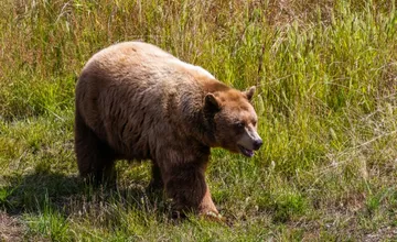 V okrese Stará Ľubovňa  spozorovali medvedicu s mláďatami. Obec varuje obyvateľov