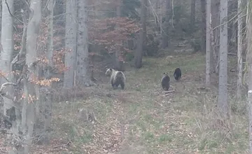 VIDEO: V ďalšej oblasti na Spiši boli spozorované medvede. Blízko obľúbenej lokality sa pohybovala celá rodinka