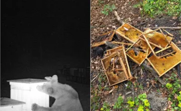 FOTO: Medveď zničil úle 60-ročnému včelárovi pri obci Topoľa, polícia vyzýva k opatrnosti