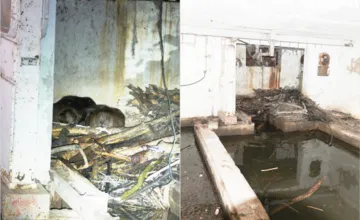 VIDEO: Kuriózny bobrí príbytok v okrese Humenné. V opustenej budove našli celú rodinku