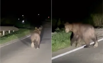 VIDEO: Ďalší medveď v okrese Humenné. Pobehoval po ceste, v tejto lokalite jazdite opatrne