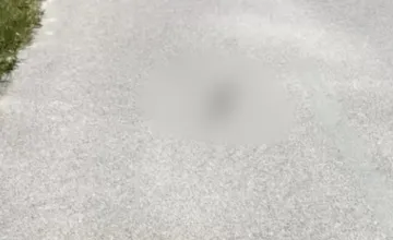 VIDEO: Vzácne stretnutie blízko Prešova. Cyklista na chodníku spozoroval nečakaného obyvateľa