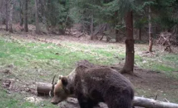 Ďalšia obec v okrese Stará Ľubovňa upozorňuje na výskyt medveďa. Pohyboval sa na viacerých miestach