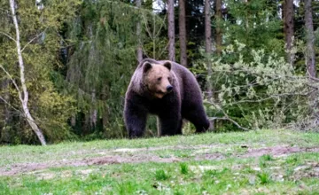 Medveď sa pohybuje pri chodníku aj detskom ihrisku. Dajte si pozor hlavne ráno a večer, varuje obec