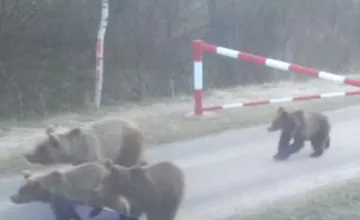 Mimoriadne upozornenie pri Kežmarku. Ráno sa blízko obľúbenej lokality pohybovali štyri medvede