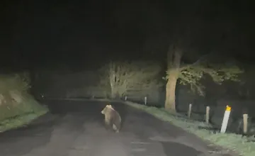 Na ceste v okrese Poprad pobehovali tri medvede, zvýšte opatrnosť