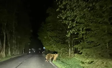Pri obci v okrese Kežmarok sa po ceste pohybovala medvedica s mláďatami. Počas jazdy týmto úsekom buďte opatrní