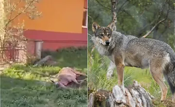 Nečakaný moment priamo pod oknami. Vlk strhol jelenicu v obci vo Vranovskom okrese na dvore rodinného domu
