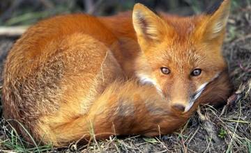V okrese Stará Ľubovňa potvrdili výskyt besnoty