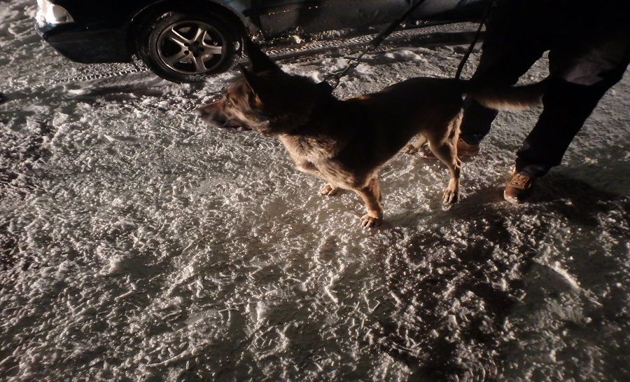 Ukradnutých 7 psov v Doľanoch, foto 3