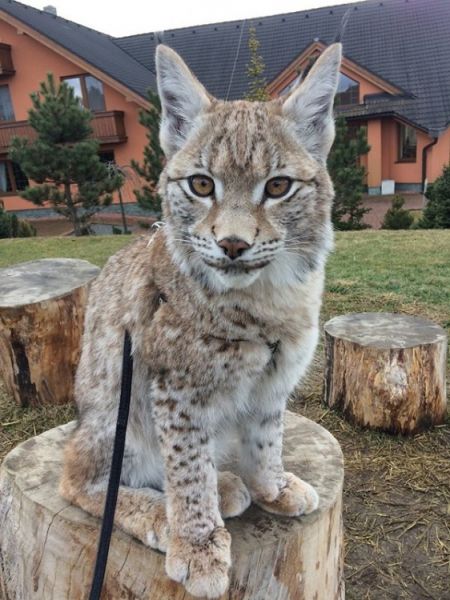 Fotogaléria: rys Zora, foto 4