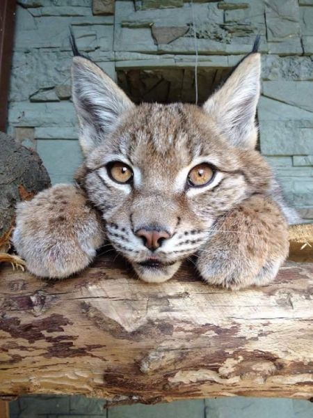 Fotogaléria: rys Zora, foto 5