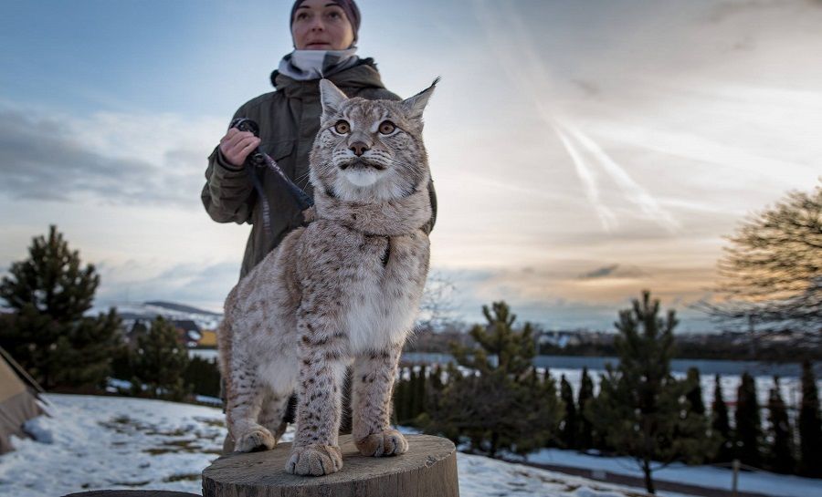Fotogaléria: rys Zora, foto 6