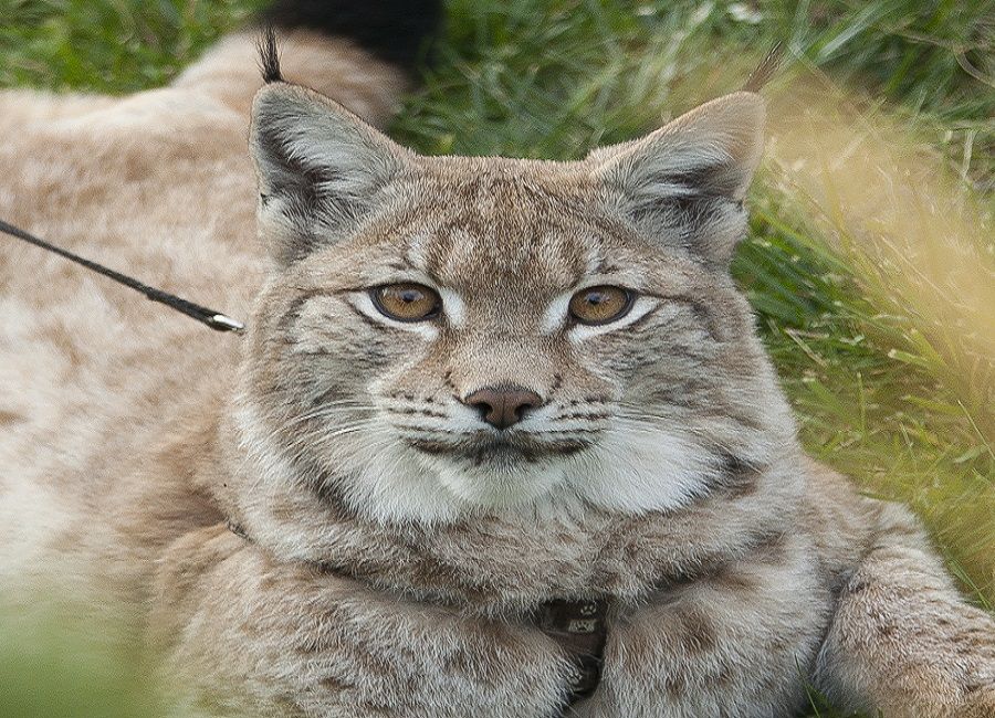 Fotogaléria: rys Zora, foto 7