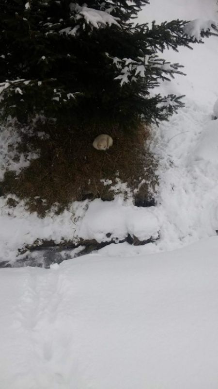 Premrznutý psík v Novej Ľubovni, foto 1