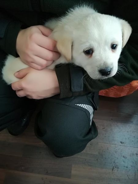 Premrznutý psík v Novej Ľubovni, foto 2