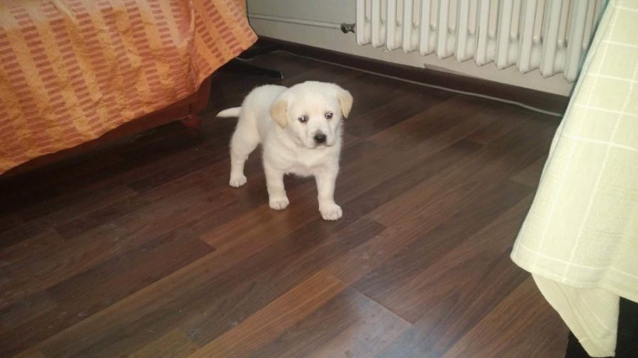 Premrznutý psík v Novej Ľubovni, foto 3