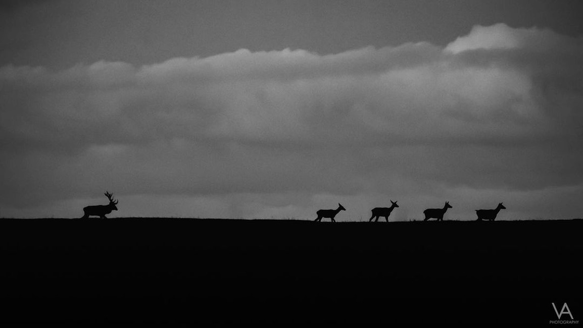 FOTO: Mláďatá v prírode , foto 1