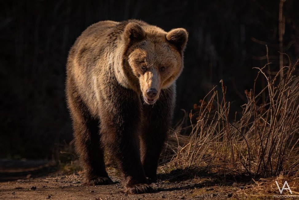 FOTO: Mláďatá v prírode , foto 2