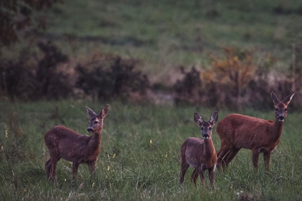 FOTO: Mláďatá v prírode , foto 3