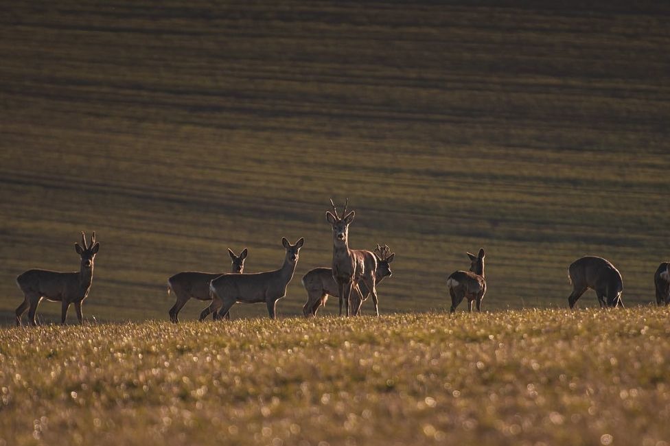 FOTO: Mláďatá v prírode , foto 4