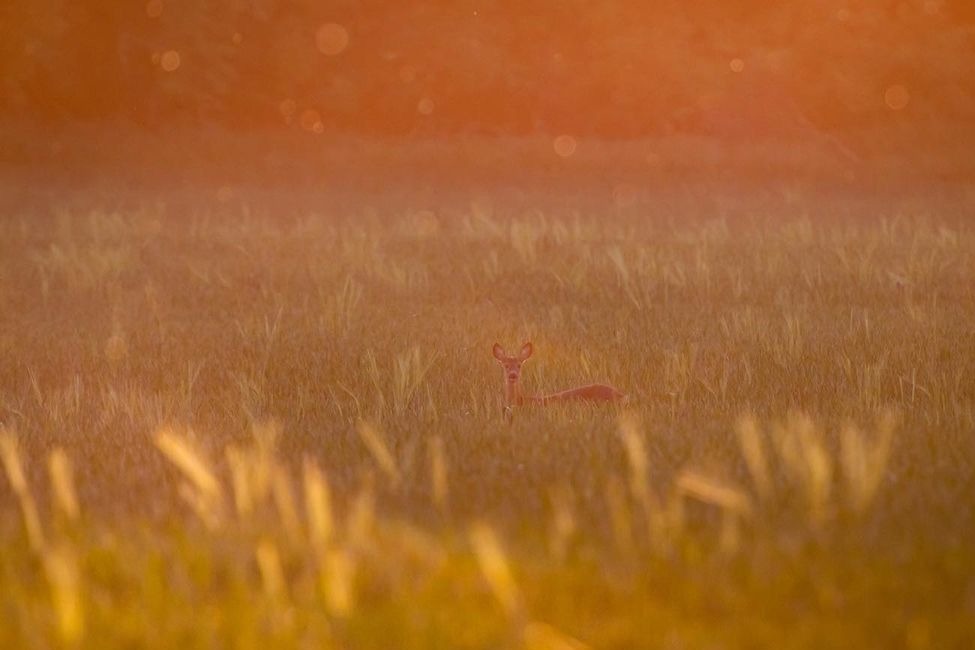 FOTO: Mláďatá v prírode , foto 5