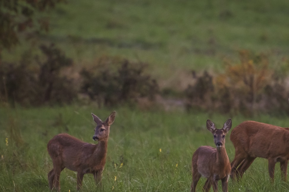 FOTO: Mláďatá v prírode , foto 6