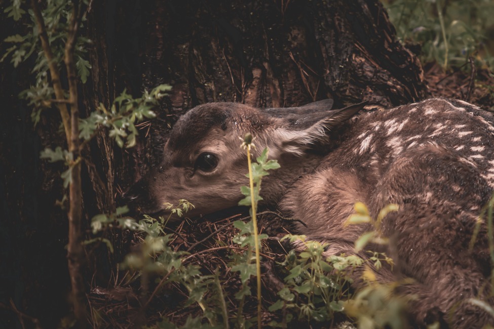 FOTO: Mláďatá v prírode , foto 7