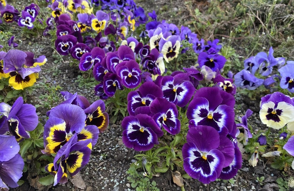 FOTO: V Prešove rozkvitli nádherné farebné kvety, foto 2