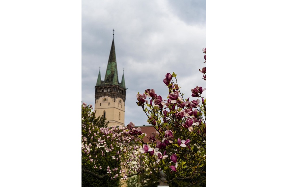 FOTO: V Prešove rozkvitli nádherné farebné kvety, foto 4
