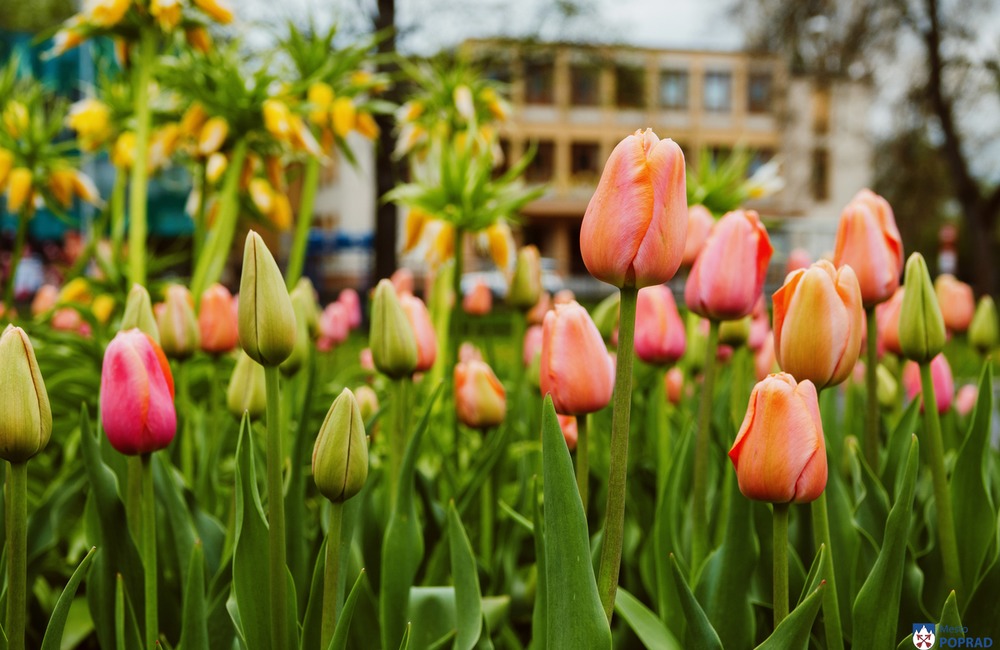 FOTO: Poprad zdobia farebné tulipány , foto 3