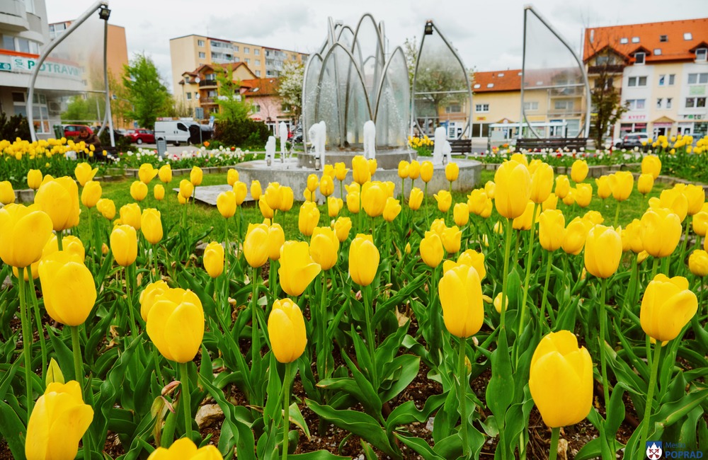 FOTO: Poprad zdobia farebné tulipány , foto 5