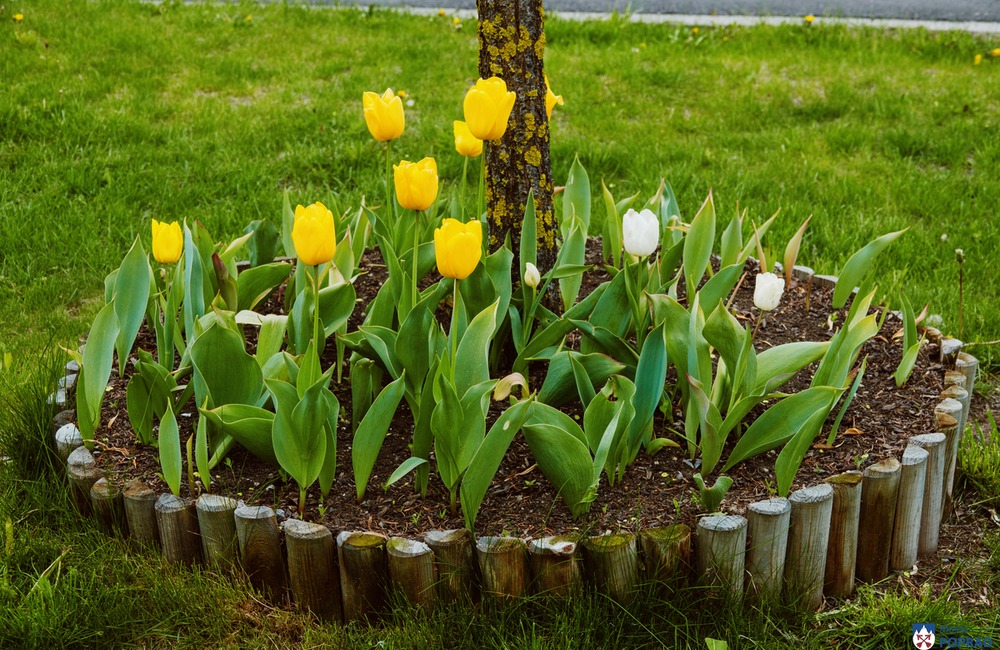 FOTO: Poprad zdobia farebné tulipány , foto 9