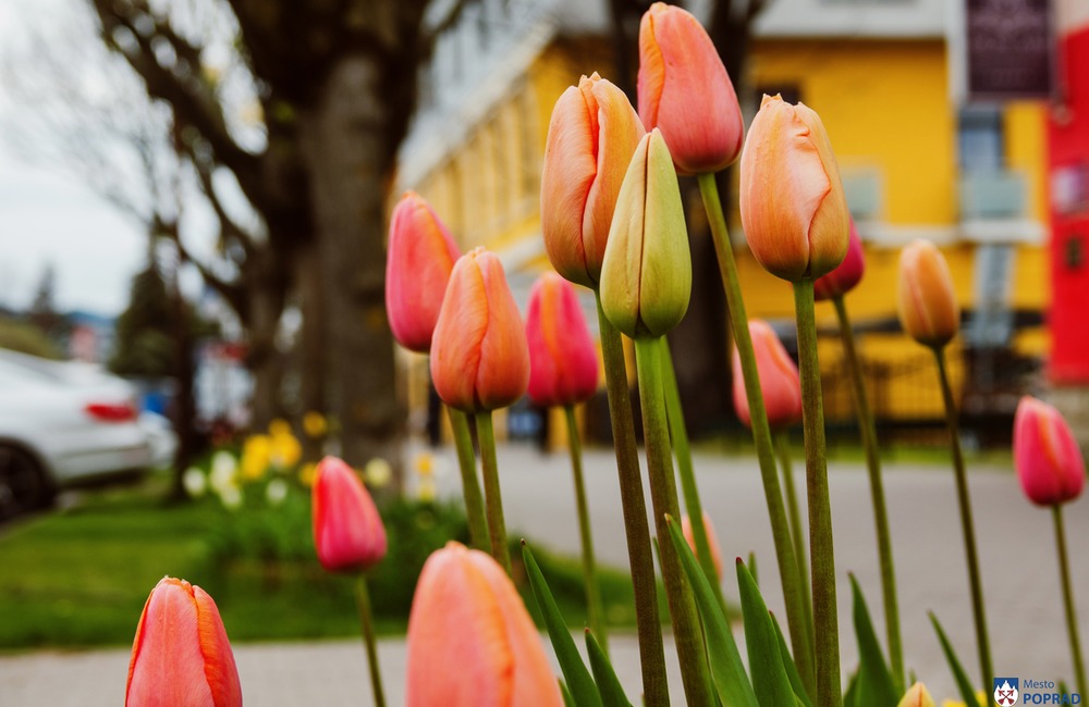 FOTO: Poprad zdobia farebné tulipány , foto 10