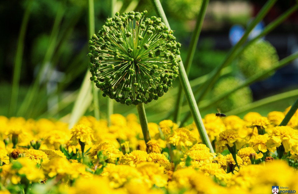 FOTO: V Poprade prebieha výsadba letničiek, foto 2