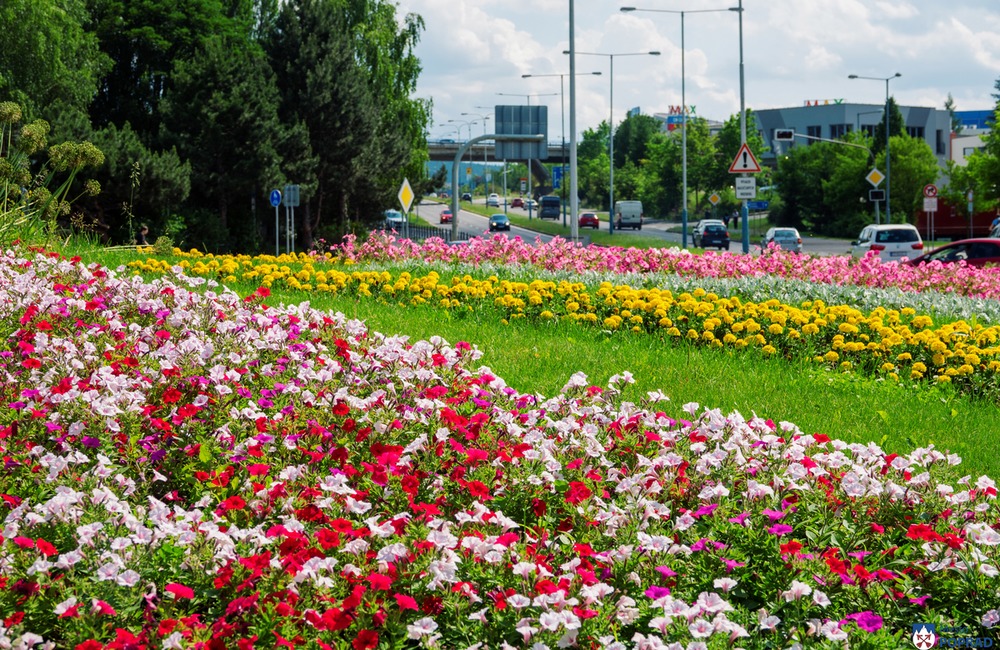 FOTO: V Poprade prebieha výsadba letničiek, foto 3