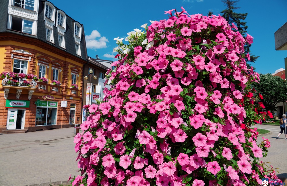 FOTO: V Poprade prebieha výsadba letničiek, foto 9