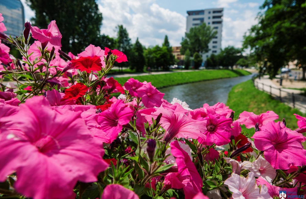 FOTO: V Poprade prebieha výsadba letničiek, foto 11