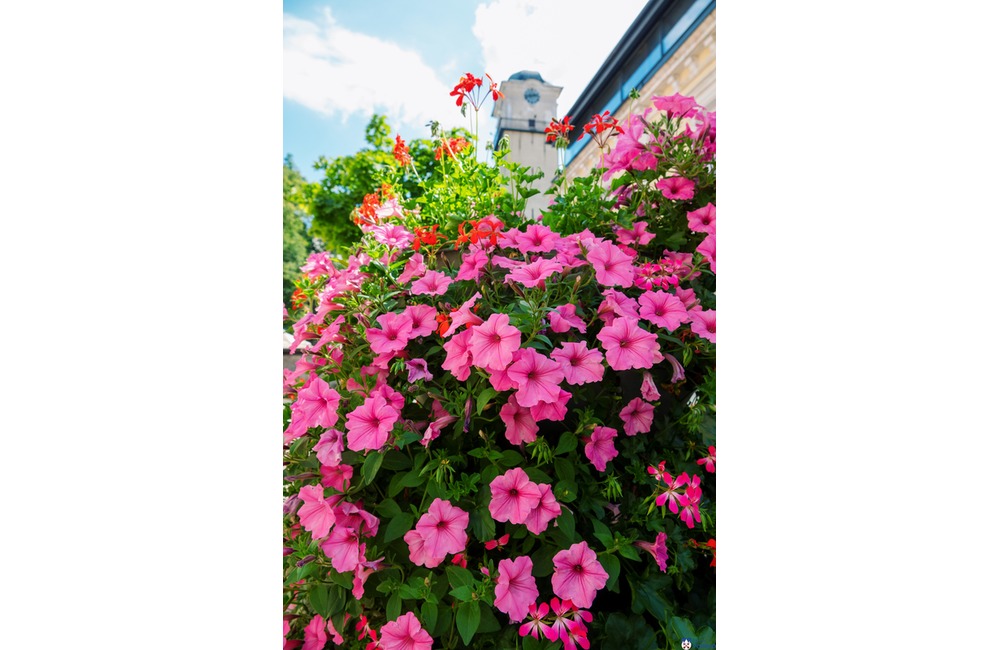 FOTO: V Poprade prebieha výsadba letničiek, foto 28