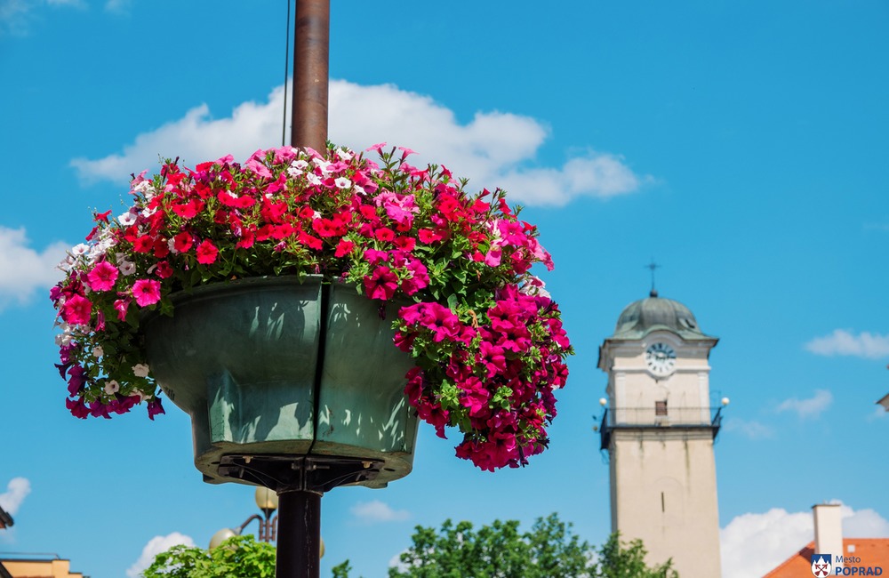 FOTO: V Poprade prebieha výsadba letničiek, foto 29