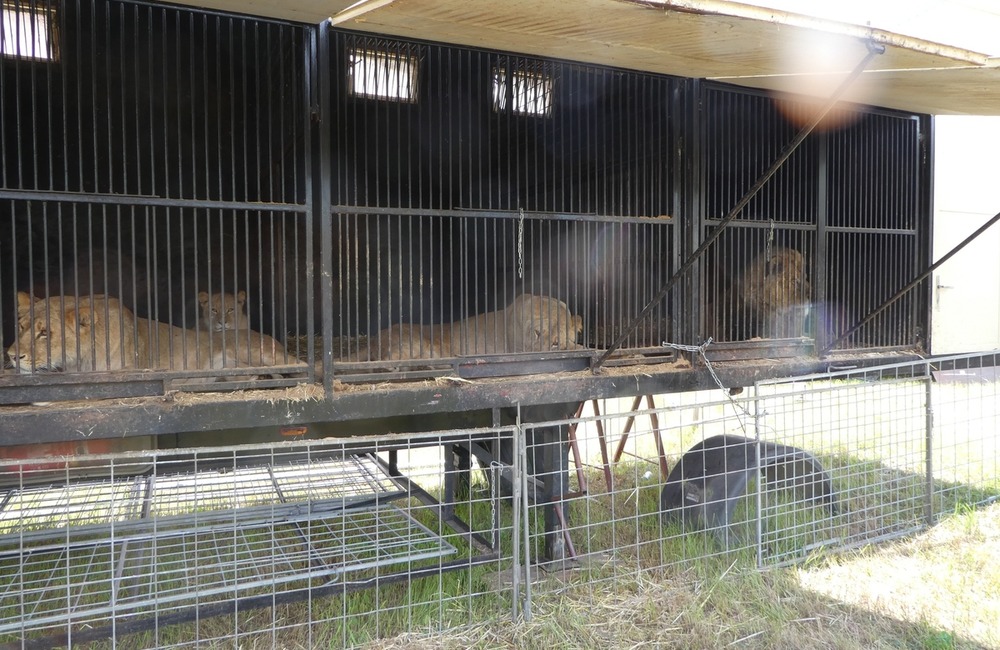 FOTO: Enviropolícia v Prešove obvinila majiteľa cirkusu, ktorý protiprávne držal 14 levov afrických, foto 1