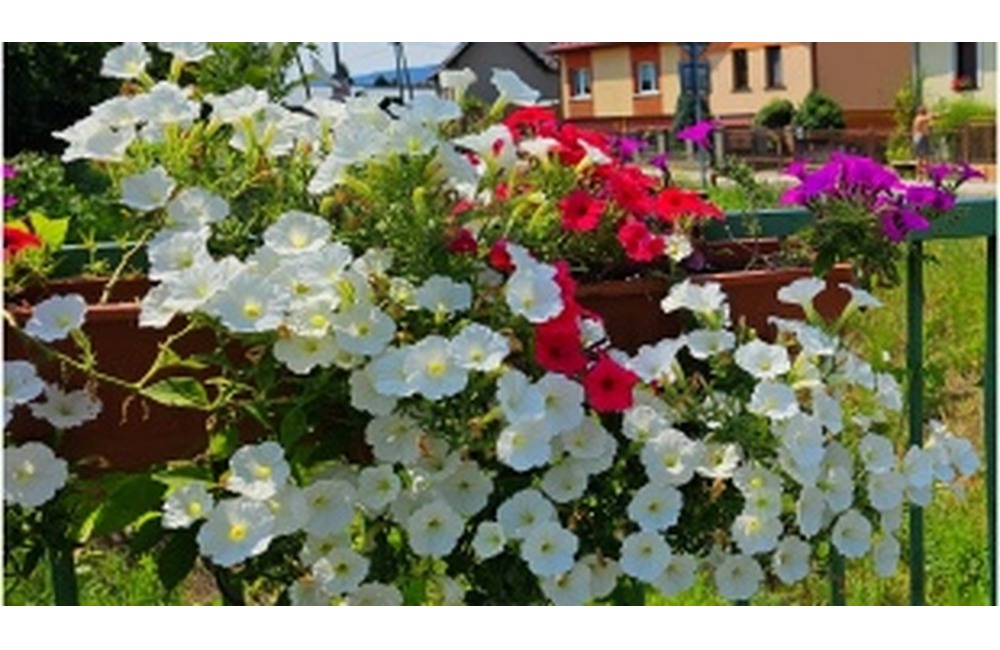 FOTO: Humenné zdobí letná kvetinová výzdoba, foto 5