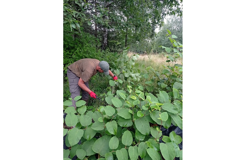 FOTO: Z Vysokých Tatier sa vyzbierali viac ako dve tony Pohánkovca japonského, foto 1