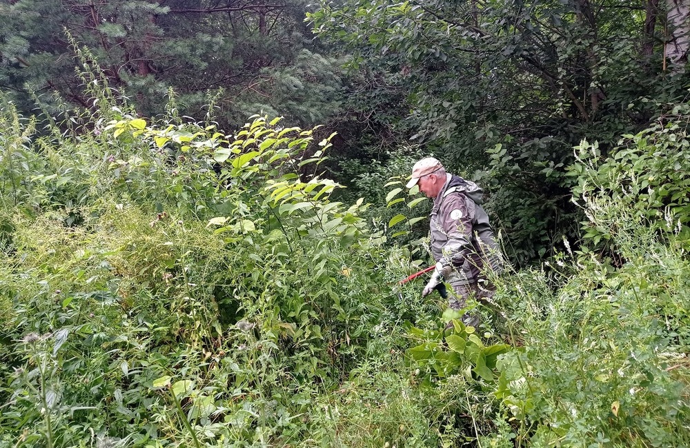 FOTO: Z Vysokých Tatier sa vyzbierali viac ako dve tony Pohánkovca japonského, foto 2