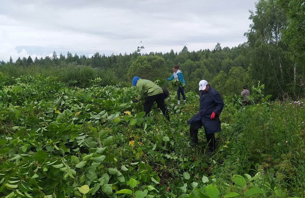 FOTO: Z Vysokých Tatier sa vyzbierali viac ako dve tony Pohánkovca japonského, foto 3